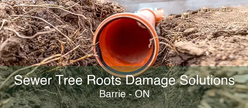 Sewer Tree Roots Damage Solutions Barrie - ON